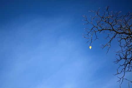 Last leafの写真素材