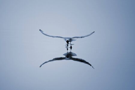Seagull hunting for fish.の写真素材