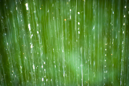 An abstract image of the rain forestの写真素材