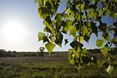 Birch branches in the background field and the evening sunの写真素材