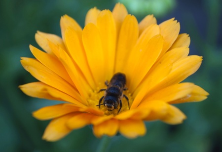 Image of beautiful flower and bee