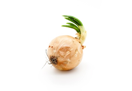 Onion on a white backgroundの写真素材