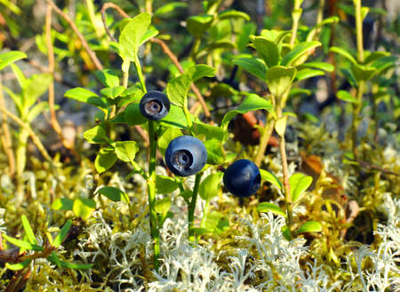 blueberry