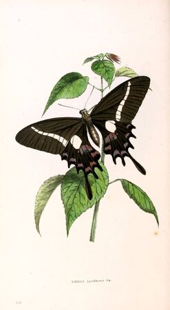 Illustration of animal. Old image painted by hand.の写真素材