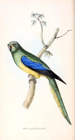 Illustration of animal. Old image painted by hand.