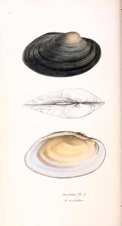 Illustration of animal. Old image painted by hand.の写真素材