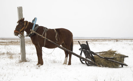 horse and sleigh in nothern Kazakhstanの写真素材