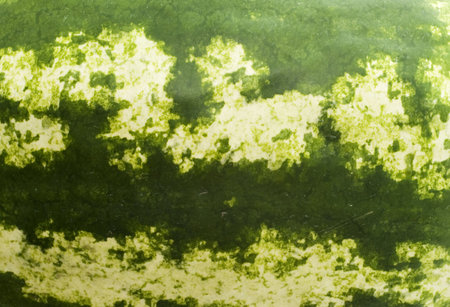 watermelon surface good as a backgroundの写真素材