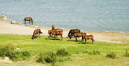 horses on the summer beachの写真素材