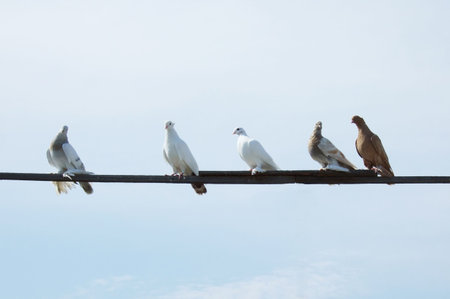 doves on a plank over sky backgroundの写真素材