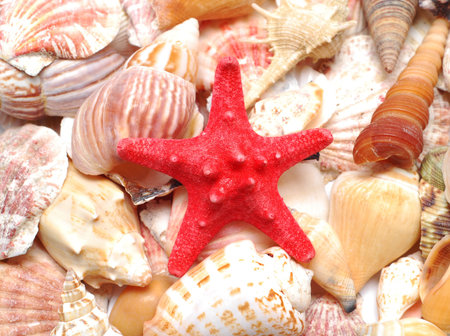 a red starfish and seashell の写真素材