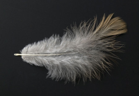 feather on a black background