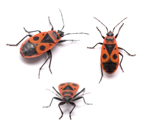 bugs isolated on a white