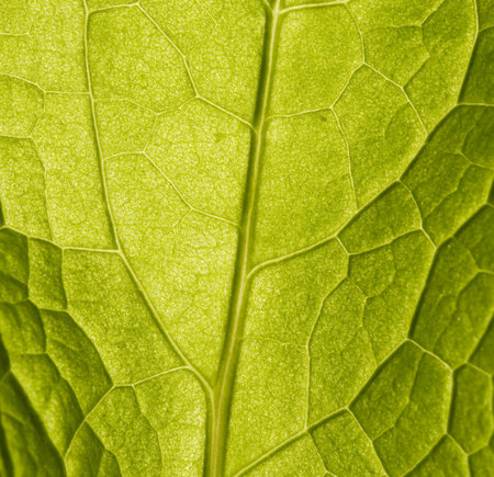 green leaf great as a backgroundの写真素材