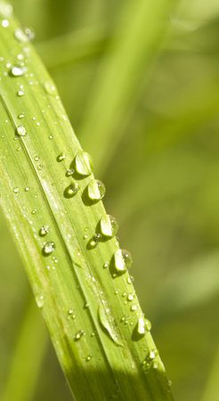 morning dew on a green grassの写真素材