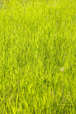 green grass great as a backgroundの写真素材