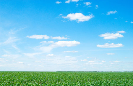 beauty blue sky and green grass