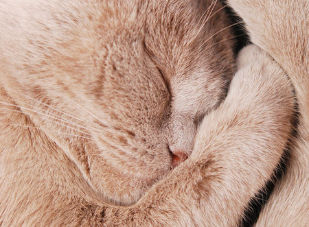 close up shot of sleepy catの写真素材