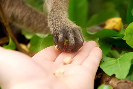 person feeds the monkey outdoor