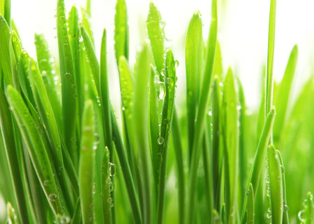 fresh green grass with dew dropsの写真素材