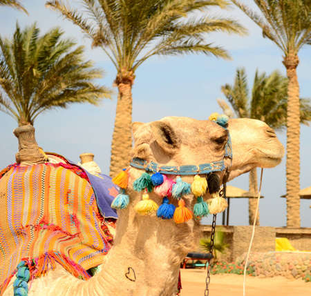 camel on the beachの写真素材