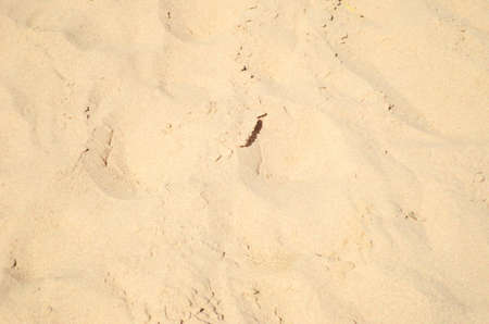 sea sand with footprints