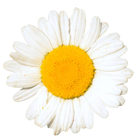 single camomile isolated on whiteの写真素材