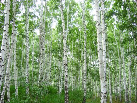 road in the birch forestの写真素材