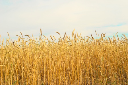 wheat field and blue skyの写真素材
