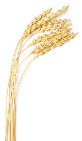 great golden wheat on white backgroundの写真素材