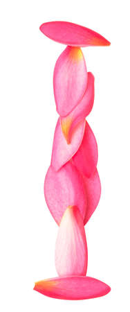 letter H made from beauty flower petals on whiteの写真素材