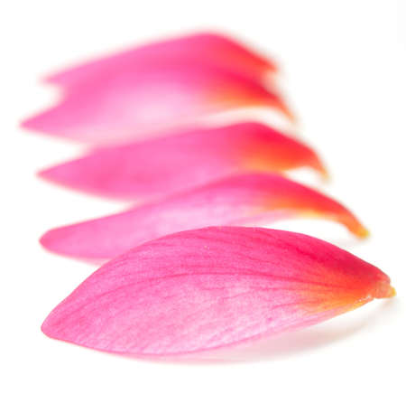 beauty petals of red flower on whiteの写真素材