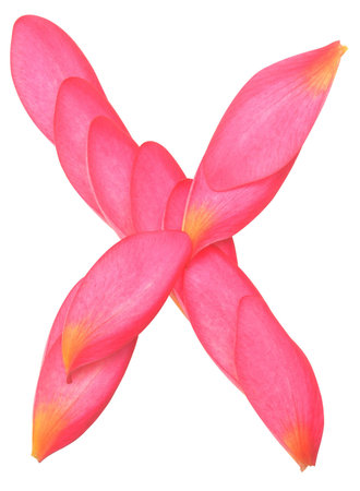 letter X made from beauty flower petals on whiteの写真素材