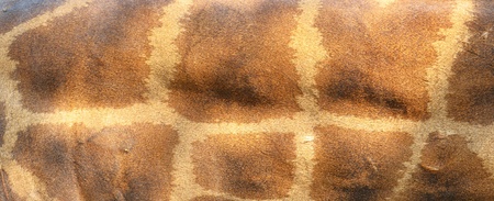 giraffe skin background