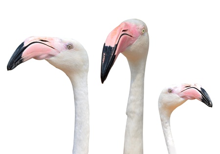 pink flamingoes isolated on whiteの写真素材