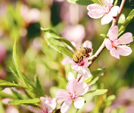 Bee on a flower of the  cherry blossomsの写真素材