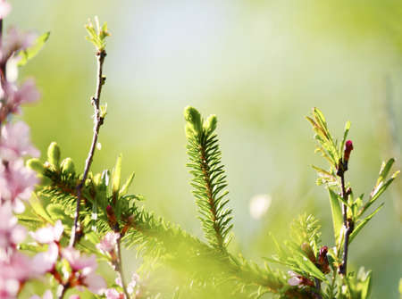 Brightly green prickly branches of a fur-tree or pine and flowers cherryの写真素材