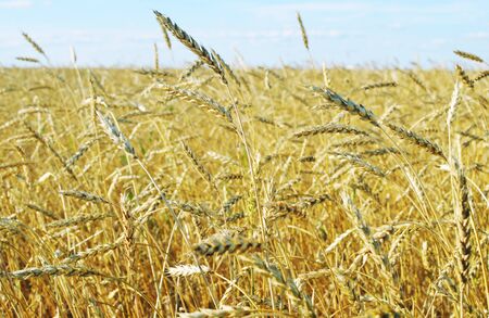 wheat field and blue sky