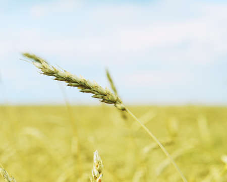 wheat ear against sky