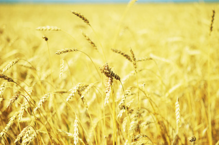 ripe wheat fieldの写真素材