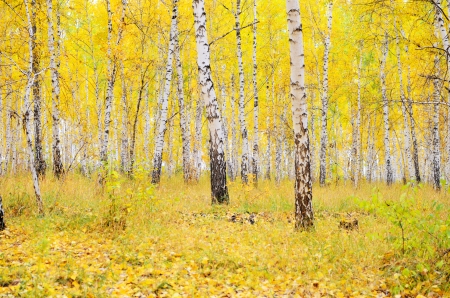 birch autumn forestの写真素材