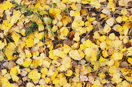 autumn leaves