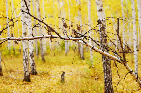 autumn birch forestの写真素材