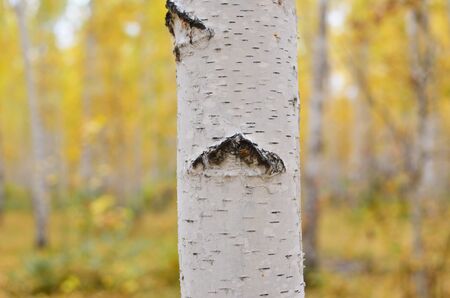 birch tree against autumn forestの写真素材