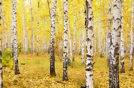 birch autumn forestの写真素材