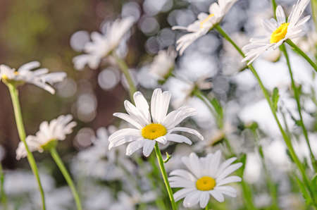 close up of camomiles on summer fieldの写真素材