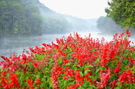 beauty lake and red flowers