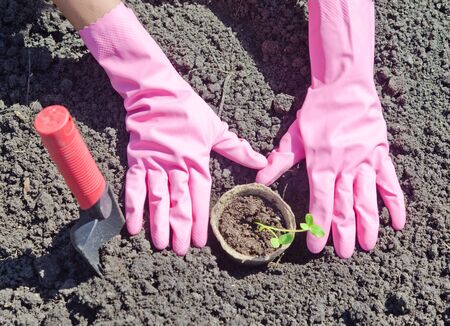 Hands with plant in the gardenの写真素材