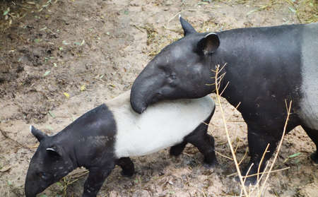 mother tapir with babyの写真素材