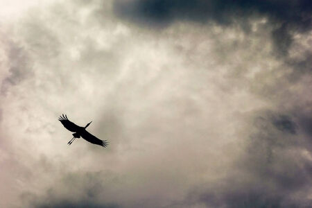 bird and dramatic skyの写真素材